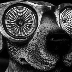 Meet your Posher, Donald